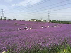 -紫颐香薰山谷景区