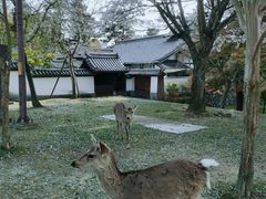 -奈良公园