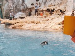 -帝企鹅自助餐厅•儿童岛•真企鹅(长隆企鹅酒店)