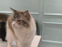 -安格丽娜·狗咖·猫咖羊驼咖(春熙路百盛商场店)