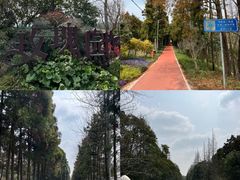 -上海长兴岛郊野公园