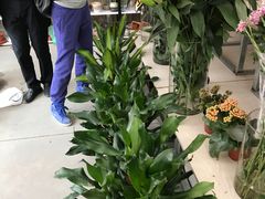-龙大花卉苗木市场