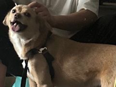 -博特宠物医院24h犬猫全科.骨科·异宠