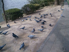 -紫竹院公园冰场