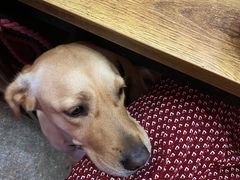 -葛记焖饼(伏牛路店)