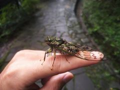 -都江堰中华大熊猫苑