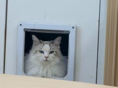 -鼓捣猫呢主题猫咖店