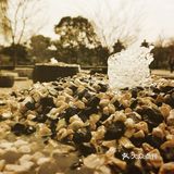 写于2019.03.12 公园里处处都是可以记录的景色