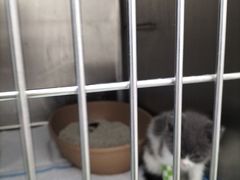 -汪喵宠物医院·骨科心脏影像·犬猫急重症ICU诊疗中心(成华分院)