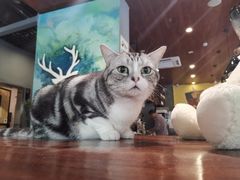 -咖法森林·咖啡  酒吧(天河店)