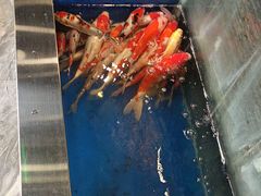 -洞庭家宴·头牌甲鱼(广渠门店)