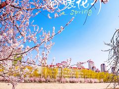-桃花堤公园