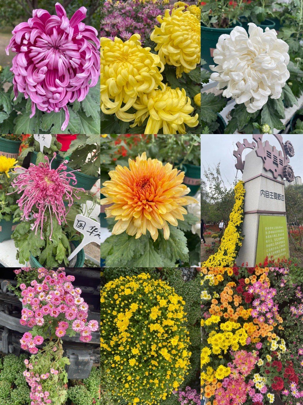 我花开后百花杀