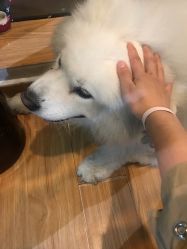 -英刺青 纹身 洗纹身