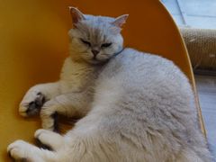 -藏猫猫咖啡主题馆(中央大道店)