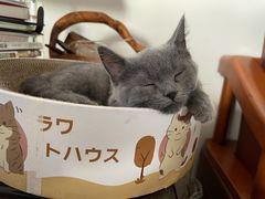 -宠颐生宠物医院外科·内科·皮肤科·影像科(石龙店)