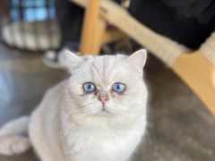 -喵屿·大理花园猫咖