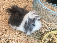 -70cat德文卷毛猫·缅因猫纯种猫舍