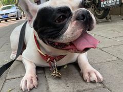 -北京赛佳动物医院