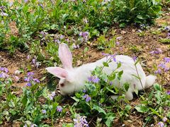 -苹果树下艺术餐厅(通州店)