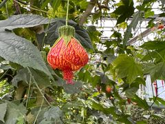 -南宫五洲植物乐园