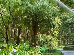 -杭州植物园
