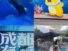 -海合安成都极地海洋公园