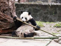 -都江堰中华大熊猫苑