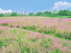 -花开海上生态园