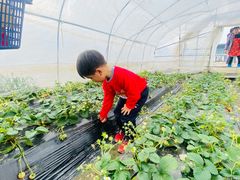 -小鱼草莓采摘园农家乐·小鱼餐厅