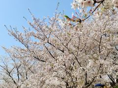 -苏州上方山国家森林公园