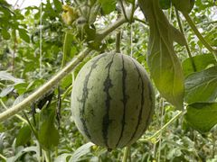 -万源龙顺度假庄园生态观光园