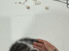 -申普宠物医院·眼科·心内科·影像科(普陀分院)