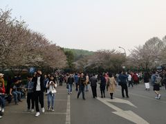 -武汉大学-樱园