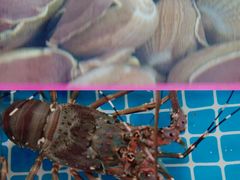 -三亚火车头万人海鲜广场