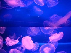 -蓬莱欧乐堡海洋极地世界