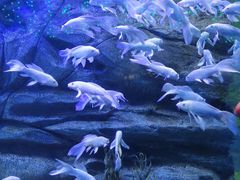 -芜湖新华联大白鲸海洋公园