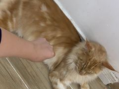 -李小姐の猫咖啡馆(五角场店)