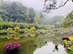 -深圳仙湖植物园