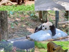 -广州长隆国际大马戏