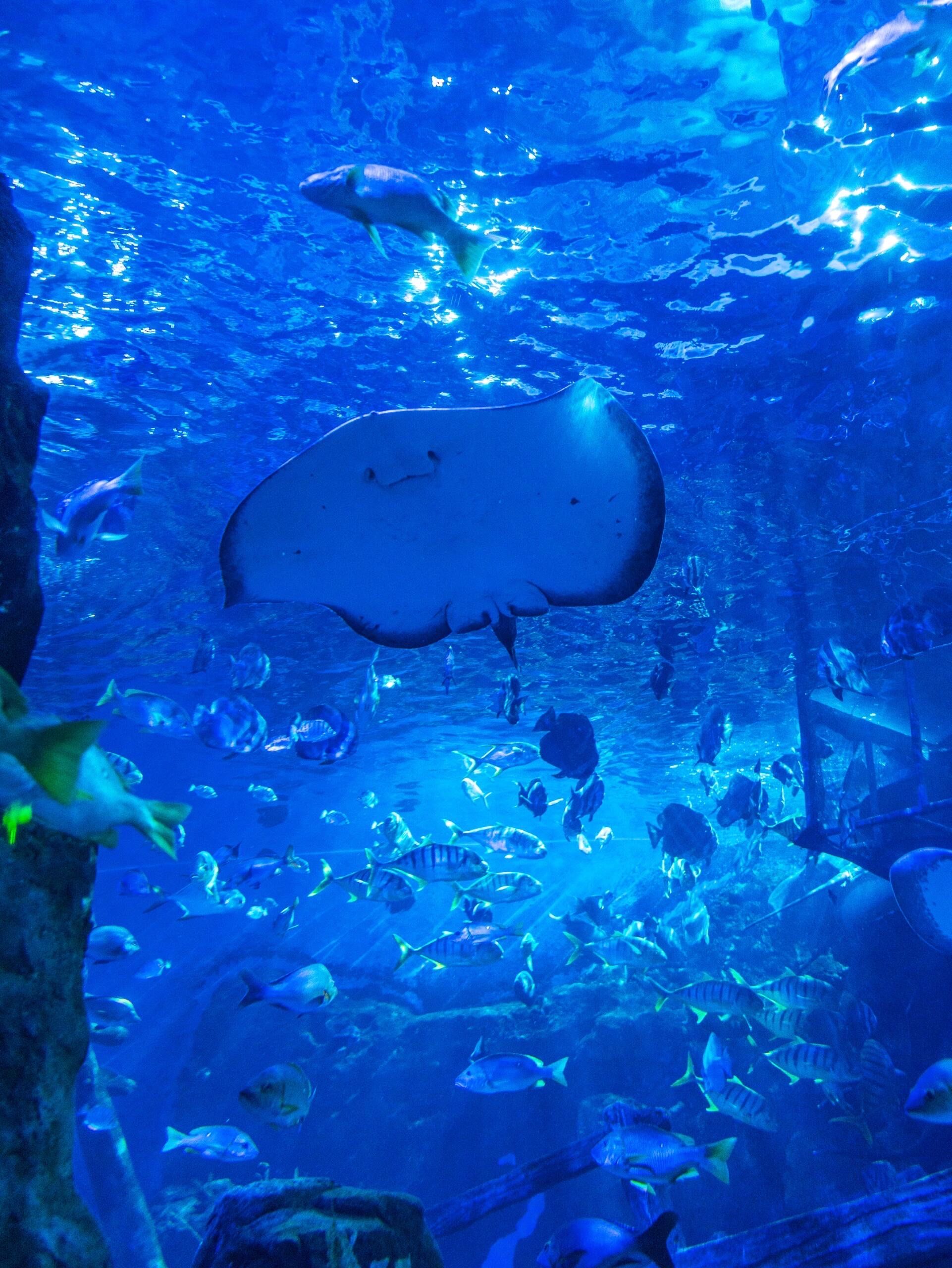 夏天就应该在海洋馆里度过,真的太美了!🐬