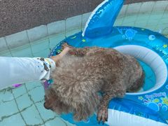 -帕帕拉兹宠物(亚洲旗舰店)