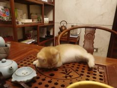 -佳雯宠物医院(四明中路分院)