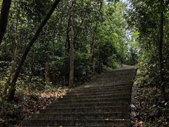 -东莞市大岭山森林公园
