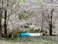 -顾村公园