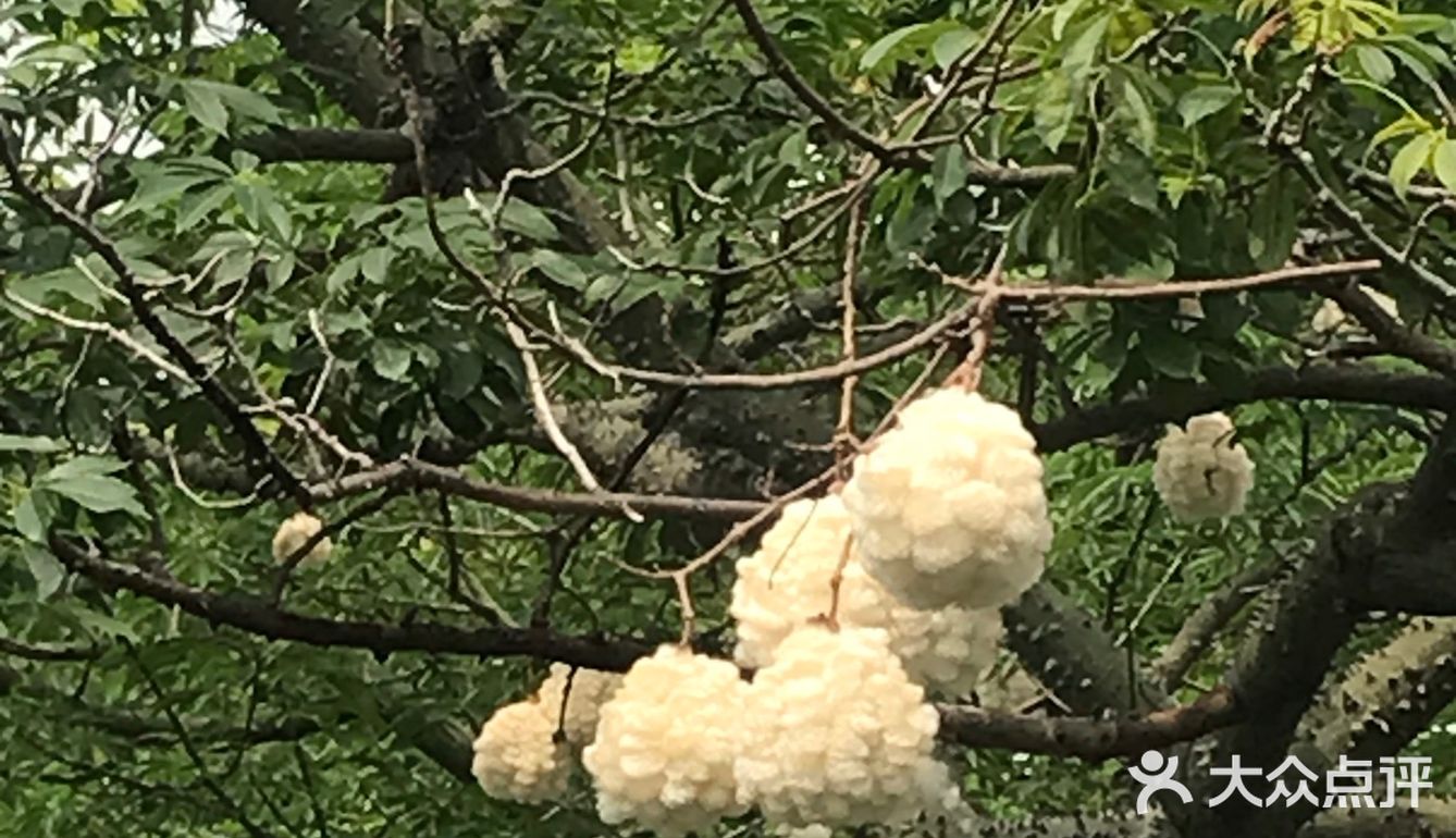 木棉花开 飞絮濛濛