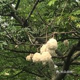 木棉花开 飞絮濛濛