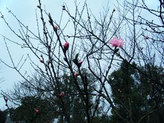 -南山植物园