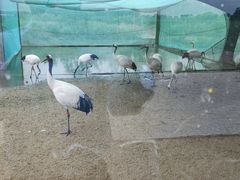-盐城丹顶鹤湿地生态旅游区