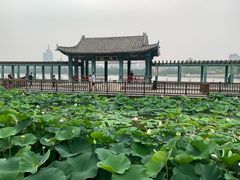 -莲花池公园